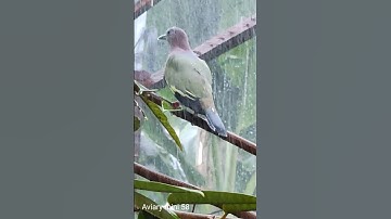 hujan deras di aviary mini | it