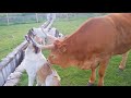 TRY NOT TO LAUGH with Funny Animal&#39;s Life Compilation🤣🤣 Funniest Animals Video
