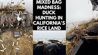 Mixed Bag Madness: Duck Hunting in California's Rice Land