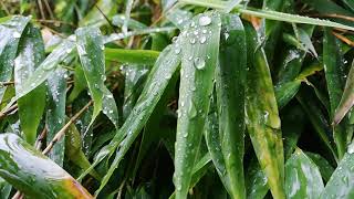 Regen - Natur pur in Full HD - Entspannung