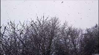 Snowfall in April (Sincerite feat. Tiseb Okames - La Vei Ne Ment Pas)