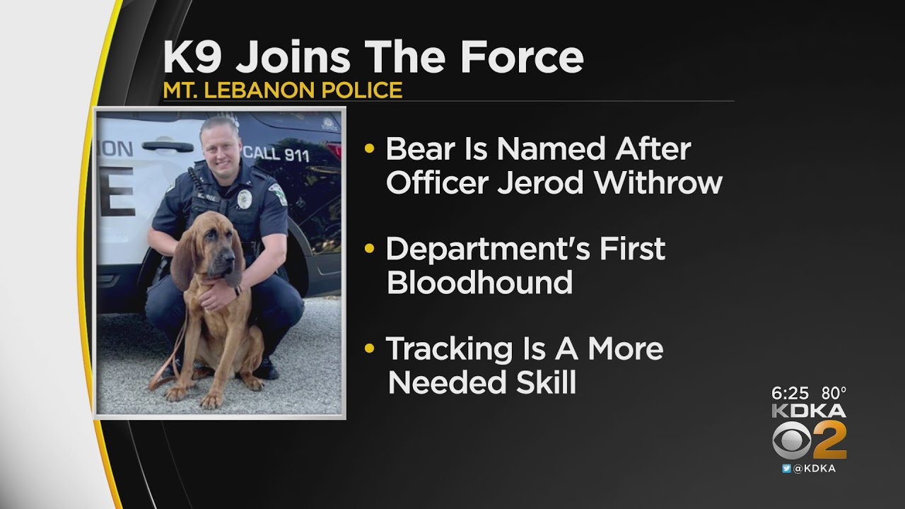 Mt. Lebanon Police welcome new K9 officer to the department - YouTube