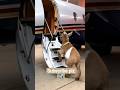Goat Flying Planeрџ Ґ Shortsfeed Funny Viralvideos Cute Shortsviral Shortvideos Trending Song Goat Flying Planeрџ Ґ Shortsfeed Funny Viralvideos Cute Shortsviral Shortvideos Trending Song