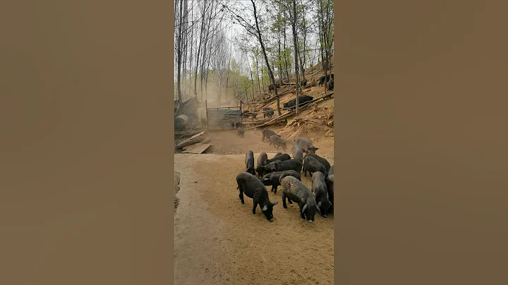 Amazing Wild Pig Gate in Mountain #warthog #pig #boar #viral #animal #wildpig #wildboar #wildlife