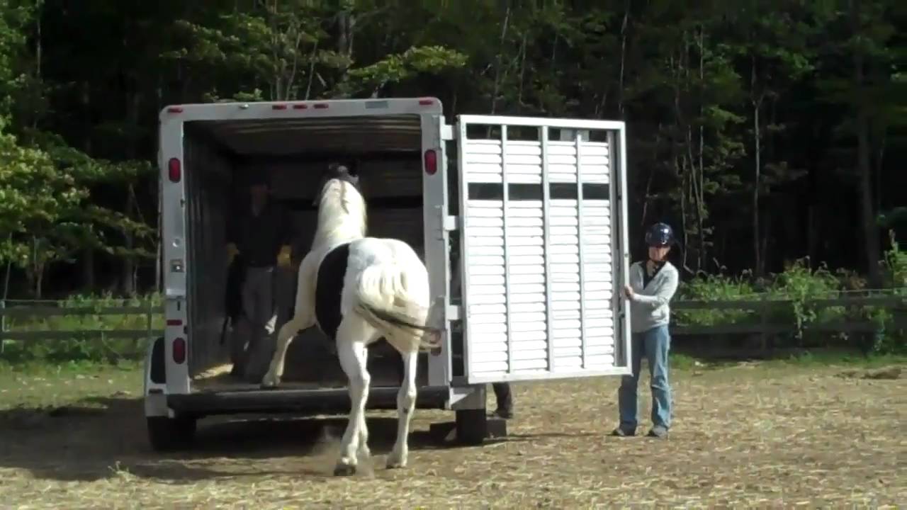 reach out to horses