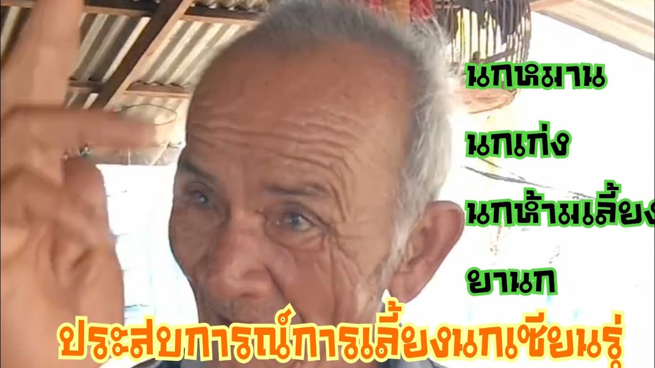 มาฟังจากปากเซียนรุ่นเก๋าตำรานกเก่ง#นกหมาน#นกห้ามเลี้ยง#ยานกที่เคยใช้