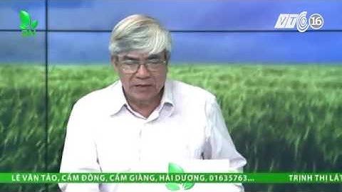 Cách xử lý khi nước ao nuôi tôm xú có màu xanh, nổi màng tảo trên mặt