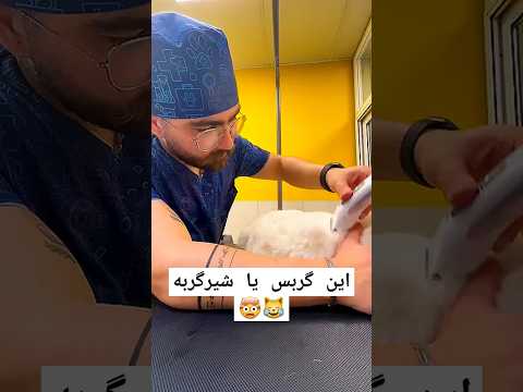 فقط آ ب هتو دارید بااجازه از   گربه   