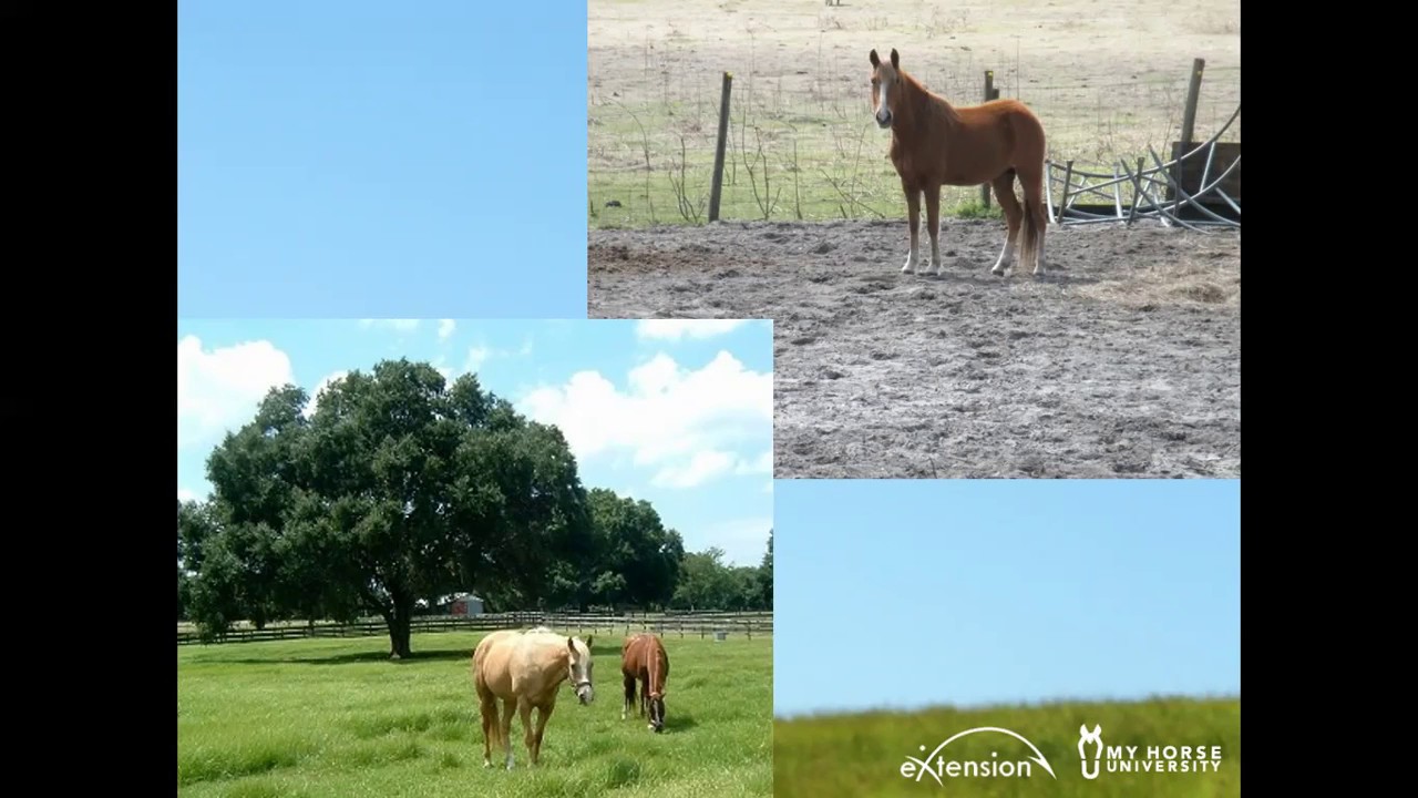 How to Assess a Horse's Health and Welfare