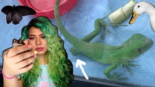 GOGO the iguana&#39;s leg amputation! + FIONA&#39;s new house tour