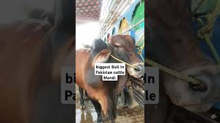 biggest Bull Pakistan catle Mandi Qurbani2024#heavybull#biggestbull#viral#subscribe#viralshortsvideo