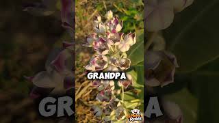 My Brother Called Me "The Family Mistake... Until Grandpa's Final Letter Changed Everything....