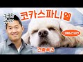 코카 스파니엘 미용&건강 편(크고 통통한 귀)｜강형욱의 견종백과 X 이승인 누가 X 하늘이