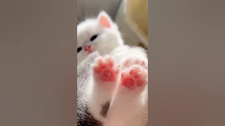 Watch the video about Tiny Kitten Paws Bring Big PURRS And Adorable Moments #cat #animallife #cute #kitten #funny