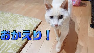 寒い中帰宅するとあったかくお迎えしてくれる保護猫あお by ポンタポンタ 57,412 views 2 years ago 1 minute, 55 seconds