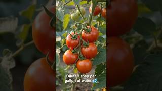 1-Minute Garden Hack: DIY Liquid Calcium for Flawless Tomatoes 🍅🥚 #Shorts #gardening