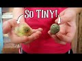 You Won't Believe How TINY They Are!! Hatching The World's SMALLEST Quail!