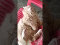 cat video funny #shortvideo #tranding #viral