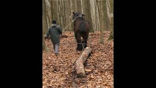 This extremely strong draft horse pulls a heavy tree trunk without difficulty