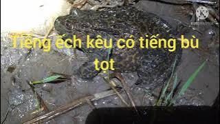 Tiếng Ếch Kêu Có Tiếng Bù Tọt Cực Chuẩn  | Phần 2