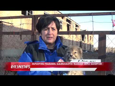 ცხოველთა დაკბენის გახშირებული ფაქტი და ცოფის გავრცელების  საშიშროება შიდა ქართლში 17.01.2020