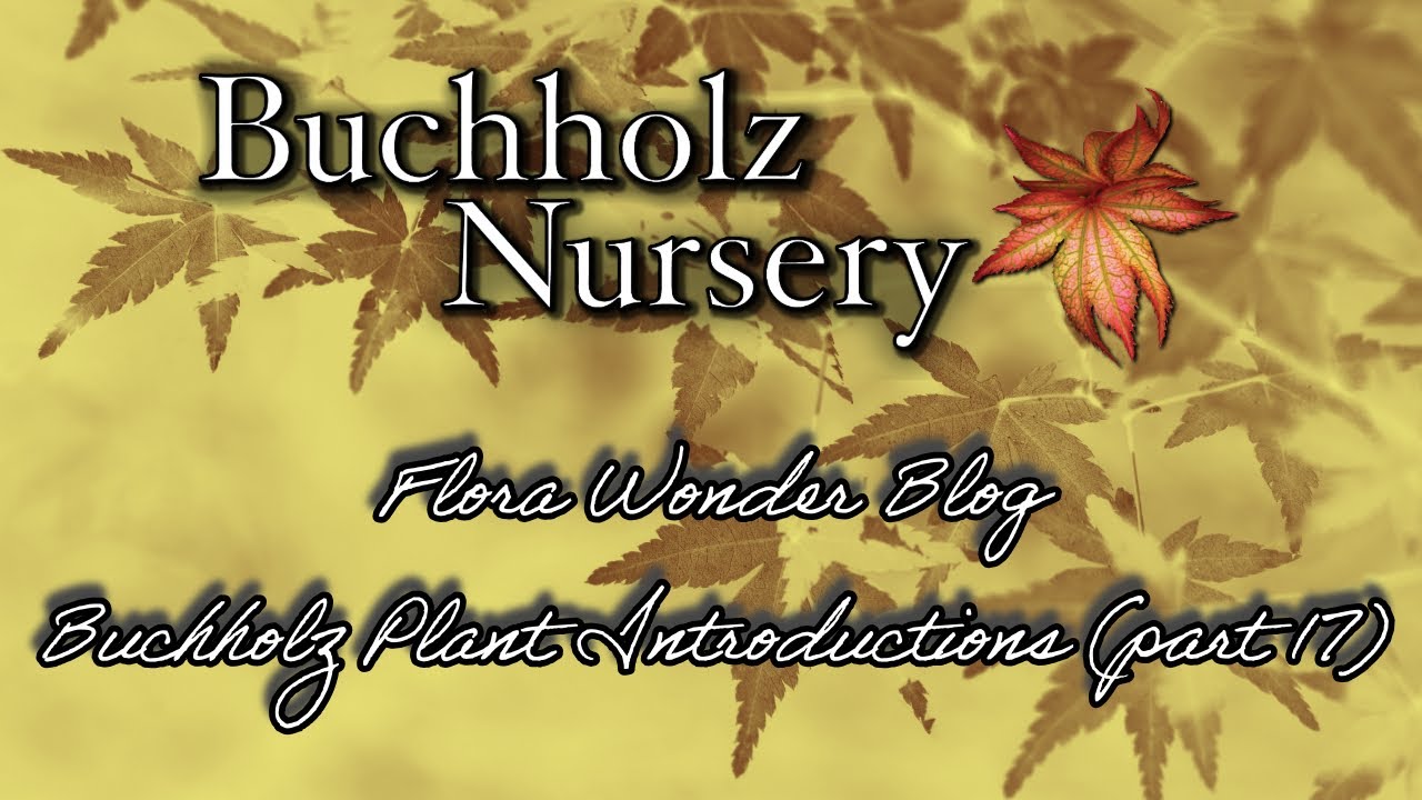 Flora Wonder | Buchholz Plant Introductions (Part 17)