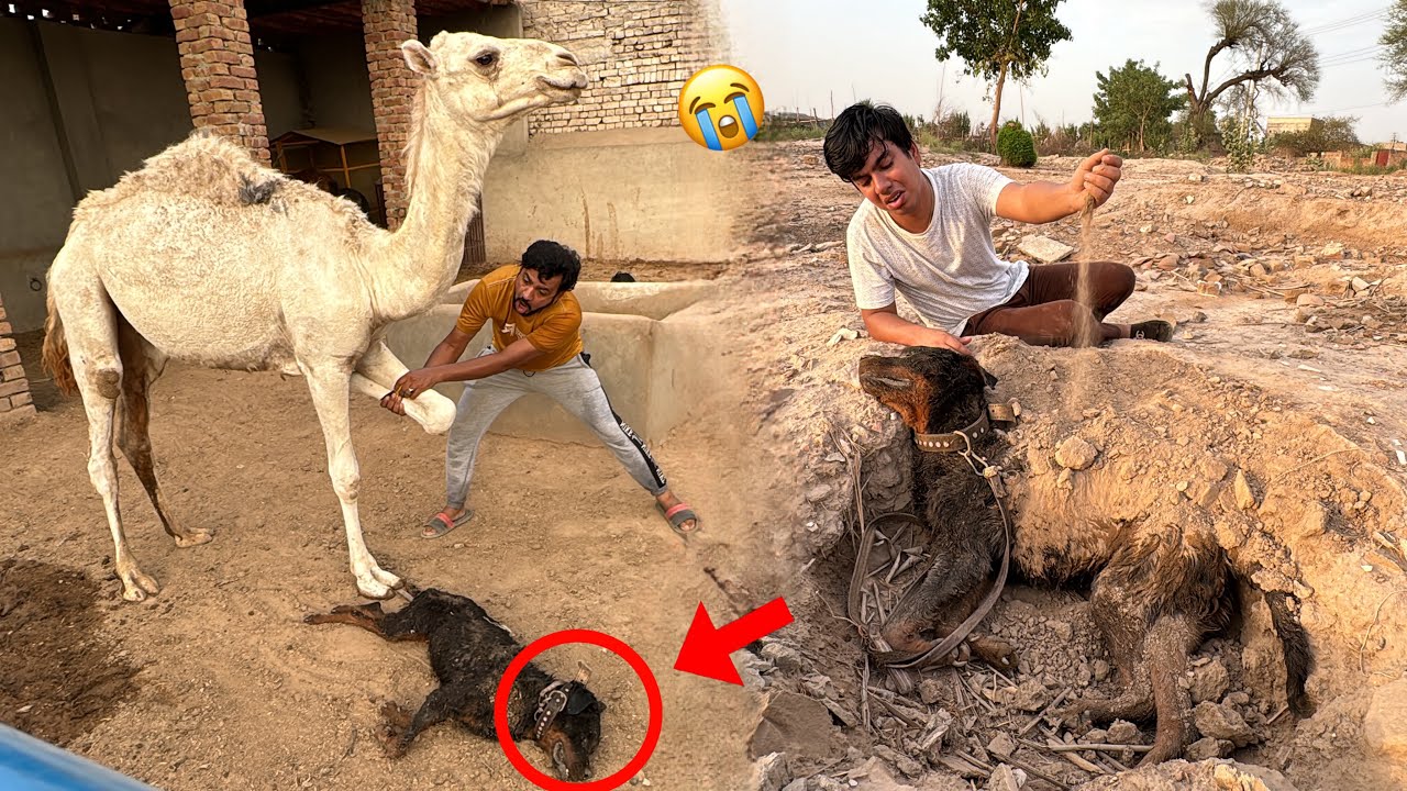 Dilbar Ny Rottweiler Ko Mar Dala 😭 No More 💔