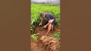 teknik petani panen jahe merah yang besar dan memuaskan #shorts