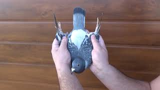 Download Lagu NL 1747230 2020 orig Fildan Vlad MP3