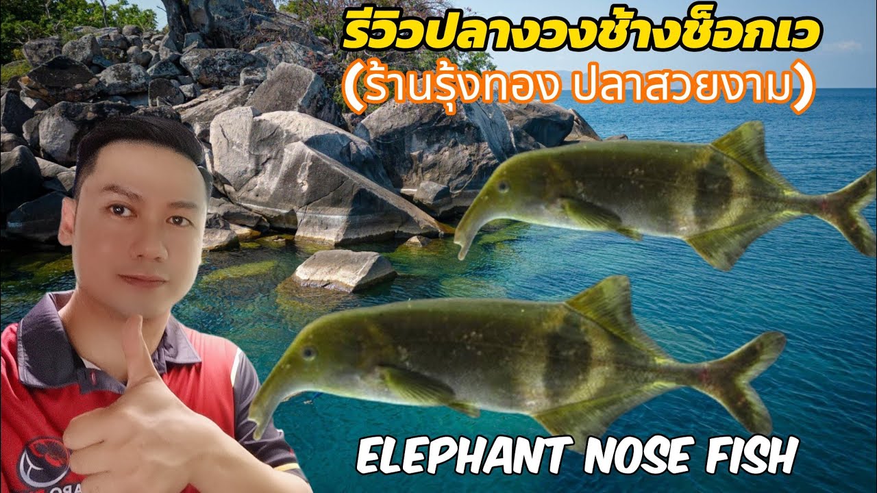 ปลางวงช้าง​ช็อก​เว Elephant ​nose​ fish (Chokwe)​