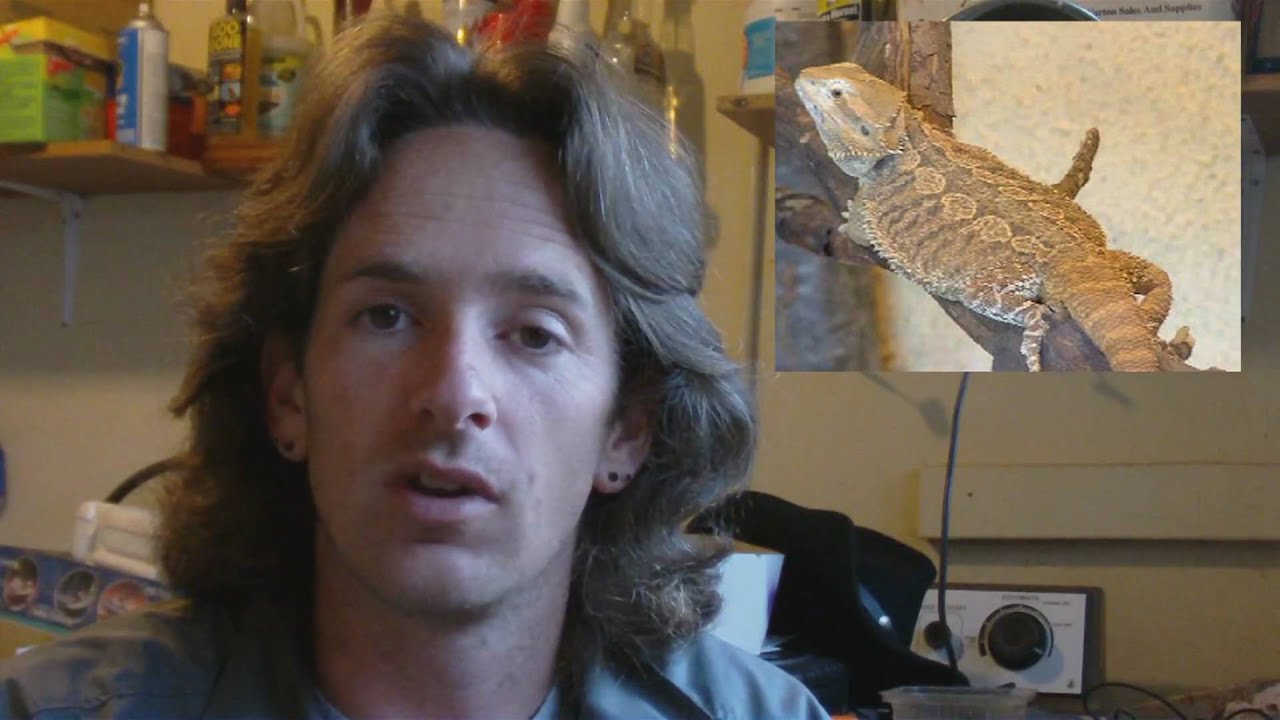 surprised pikachu memes Reptile News: Dead python animal crualty big Alligator 2 headed lizard