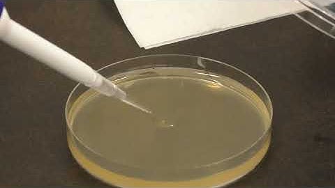 BIOL 303 Video 5 - Spread Plating