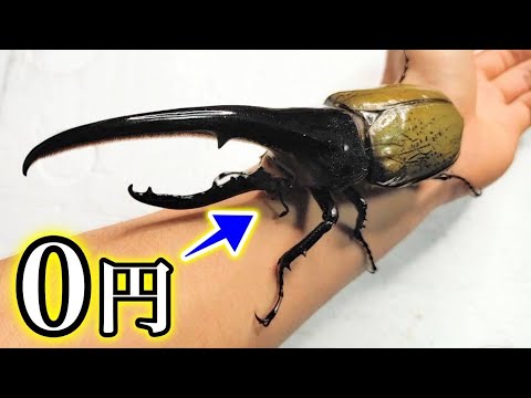 Unbelievable] A giant Hercules beetle has arrived - YouTube