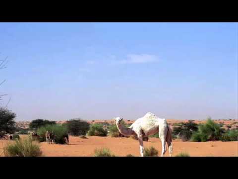 محمدن ولد سيدي ابراهيم وولد عو