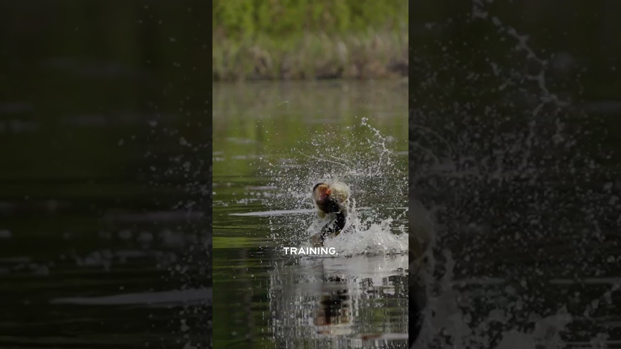 Hunting with a falcon