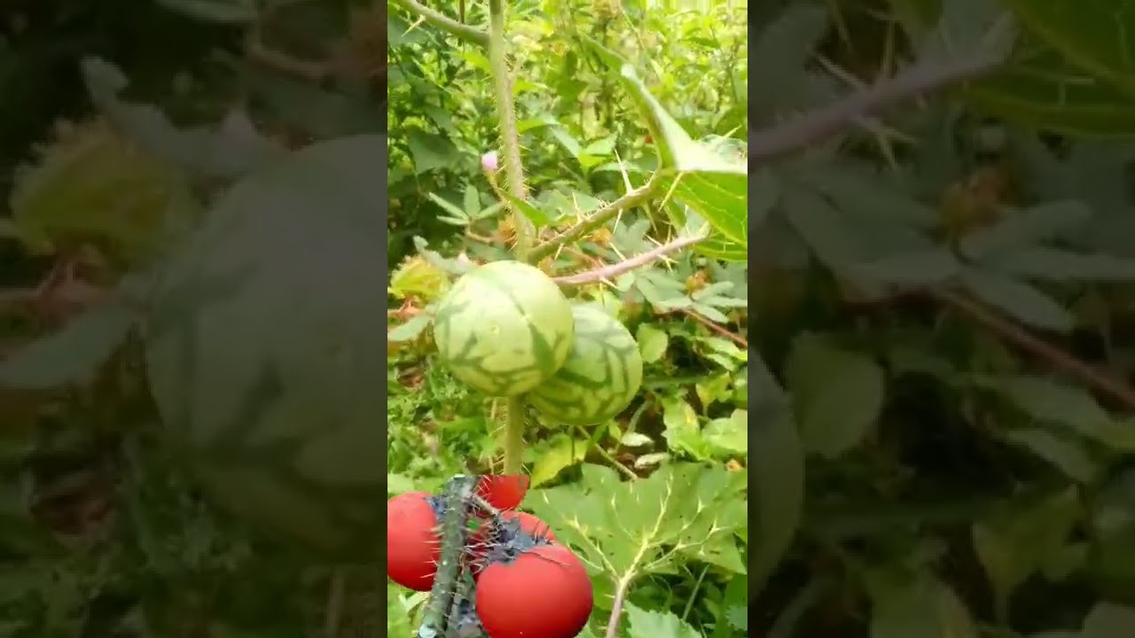 Arrebenta cavalo / Planta que você tem que que conhecer 