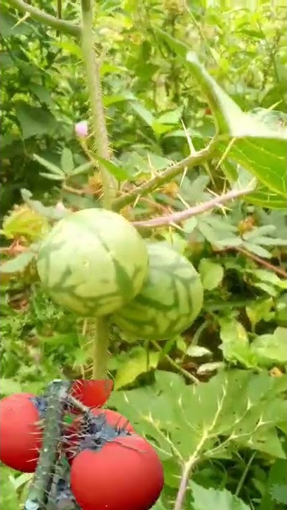 Arrebenta cavalo / Planta que você tem que que conhecer 