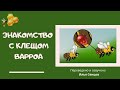 Знакомство с клещом Варроа