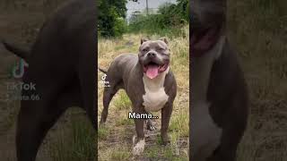 Download Lagu #mama #papa #puppy #dreampup #dreamteam MP3