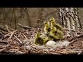 Jumping goslings~2022-04-28~Decorah Eagles