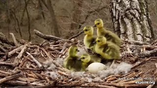 Jumping goslings~2022-04-28~Decorah Eagles