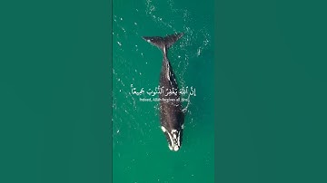 قرأن كريم | تلاوة هادئه #تلاوات #تلاوة_خاشعة #قرآن #تلاوة_هادئة #راحة_نفسية #حالات #قران_كريم