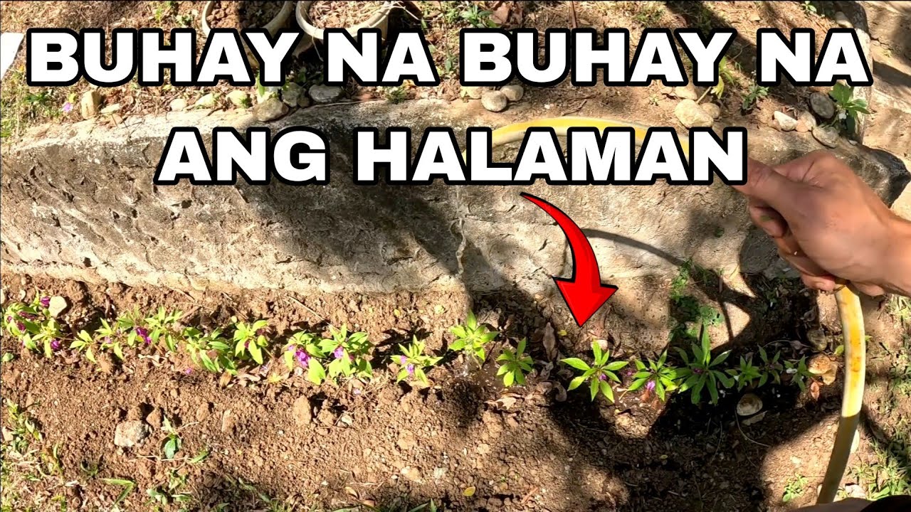 BALIK SA NORMAL | Louie TV