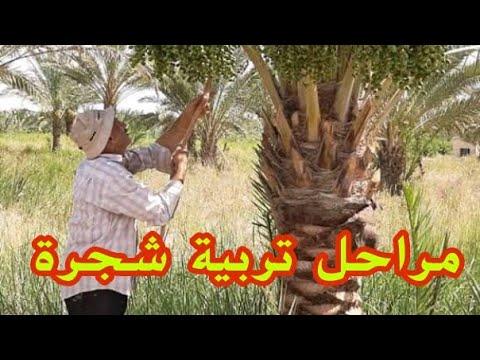 فيديو: أين يمكن أن تعيش أشجار النخيل؟