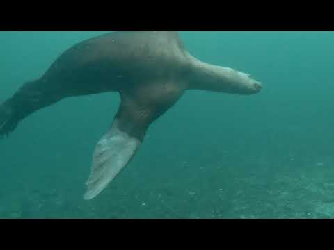 1 Year Of Scuba Diving On Vancouver Island Highlights