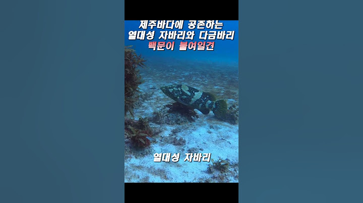 제주바다의 왕 자바리와  왕 다금바리.  #shorts