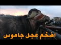 شاهد سعر اكبر عجل جاموس في سوق المواشى بدمنهور 16/ 2/ 2020
