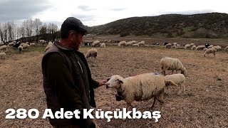 280 Adet Küçükbaş Hayvan Otlatıyor  Çobanlıktan Memnunmu? #hayvancılık #çiftlik #koyun #keçi