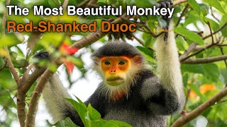 The Most Colorful Primates: Red-Shanked Douc | Son Tra Mountain, Da Nang, Vietnam 🇻🇳 | 4K Tour