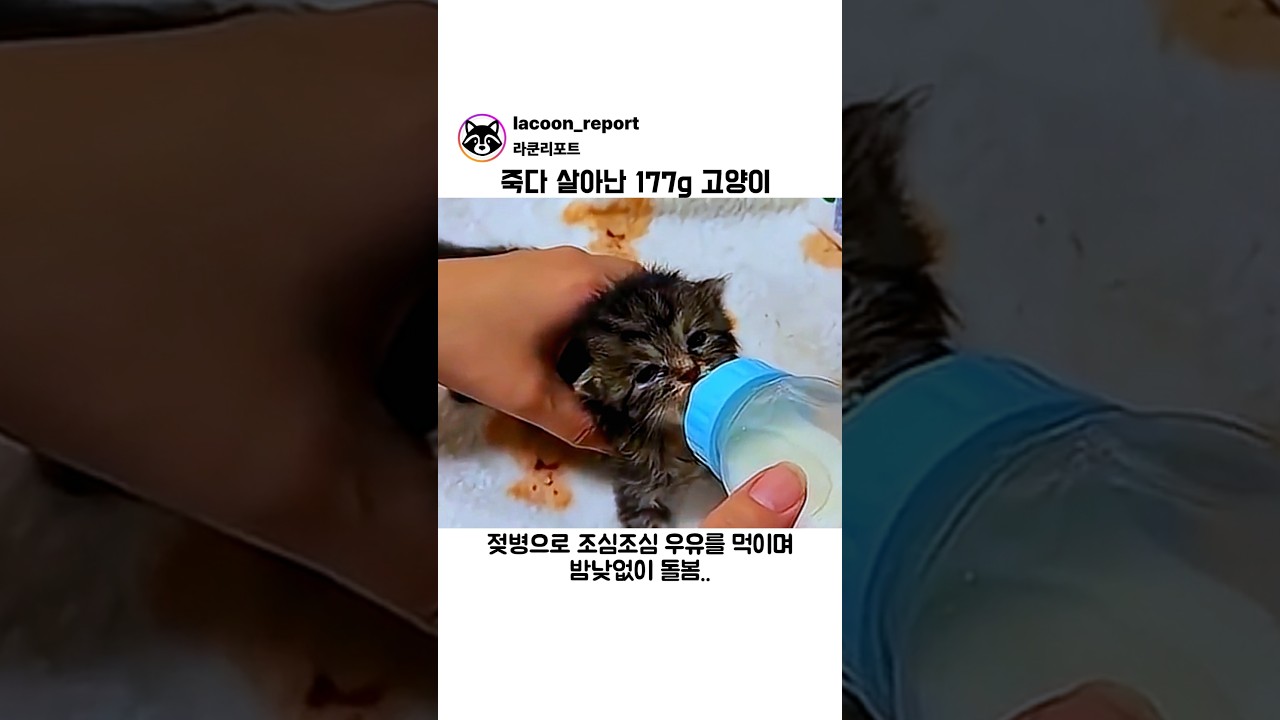죽다 살아난 177g 고양이